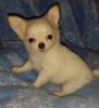 Good and lovely Pomeranian puppy for sale