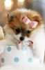 Puppy Financing Now!!!! Pomeranian Puppies!!!