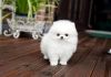 White Pomeranian Puppies For Sale