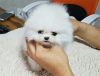 Cream Pomeranian Puppies For Re-Homing