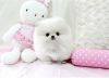 Cream And White Pomeranian Males and Females
