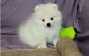 Got Beautiful Pomeranian looking for a new home..
