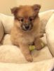 Pomeranian puppies for your family