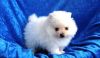 Amazing Pomeranian Pups for sale