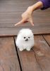 Teacup Pomeranian pups available