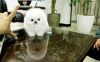 Fluffy Adorable Clean Tea Cup Pomeranian Ready to Go Super Cute Pups