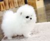 Beautiful Toy Pomeranian Puppy Ready For New Home