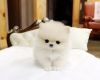 Adorable Male and Female Pomeranian Puppies.Text us at: 320 xx 616 x