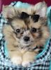 Lovable Teacup Pomeranian Puppies - PUPPY FINANCING NOW!!