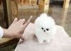 Cute-Lovable-Tiny Pomeranian Puppies Now