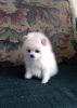 Pomeranian puppies for sale today $