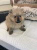 Stunning Pomeranian Puppies For Sale.