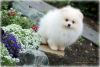 White/Cream Pomeranian