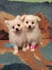 Miniature Pomermian X Maltese Puppies