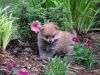 five lovely pom puppies for sale