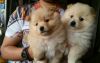 cute pomeranian puppies available