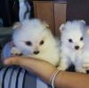 Pomeranian puppies for sale (xxx) xxx-xxx5