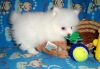 Stunning Pomeranian pups for sale