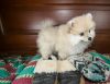 cute and adorable pomeranian puppy available for sales
