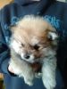 Toy Pomeranian Puppies for XMAS