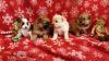 CKC Pomeranian Puppies