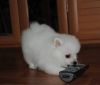Loving red sable Pomeranian boys and girls