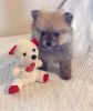 Affectionate Female Pomeranian puppy for sale