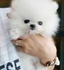 Beautiful Micro Pomeranian Pups Available