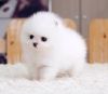 micro pomeranian puppies for sale