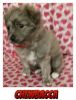 Gorgeous 8wk Brindle/Blue Merle Pomeranian/Yorkie Puppy
