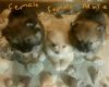 'Now Ready for adoption beautiful Pomeranian pups 11 weeks old