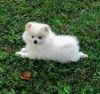 Adorable Pure breed pomeranian puppy urgent………..get to us at