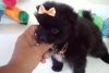 Teacup Black Pomeranian Puppies for sale