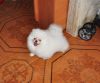Sweet Pomeranian Puppies for good homes only