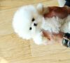 White Rare Boo Pomeranian Boy For Sale
