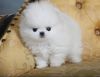 Micro Tea Cup Pomeranian puppies available