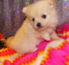 Pom Puppies For Sale