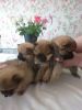 Tiny Adorable Baby Pomeranian Puppies
