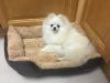 Cute pomeranian puppies for sale