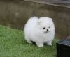 Micro Tiny Teddy Bear-Face Teacup Pomeranian puppy!