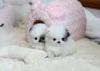 Micro Cute Pomeranian Puppies For Adoption