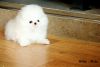 White Pomeranian Boys And Girl For Sale