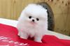 Purebred Akc Registered Pomeranian with Pedigree available to new home