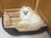 Pomeranian Male Kc Registered White Puppy ready for sale