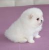 Super Small White Baby Girl In Bear Type Available