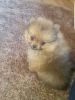 Taddy Bar Face Pomeranian Puppy's Kc Registered ready for sale