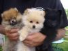 AKC Teacup-Size Pomeranian Puppies
