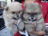 Cute Teacup Pomeranian Puppies