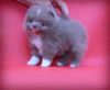 Xx Super Mini Rare Lilac Kc Pomeranian Baby Boy Xx