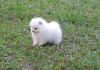 Two Stunning Pomeranian Puppies for Adoption